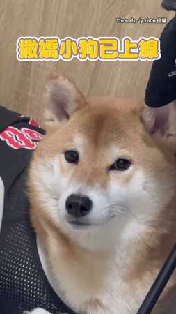 【撒嬌小狗】柴犬瘋狂嚶嚶叫求關注　發現沒人理直接用叫的XD