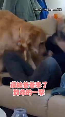 【致命的一踩】35kg阿金狠踏「爸爸的幸福」　媽媽一旁笑翻