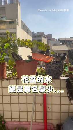 【誰一直偷喝我家水？】今天終於抓到亞洲輝椋鳥現行犯！