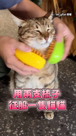 【舒服到差點壞掉】用2支梳子幫貓貓馬殺雞！主子直接忘記表情管理