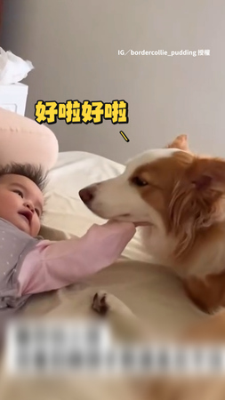 【被硬控了】邊牧會怕小寶寶但看到手勢還是會饋頭