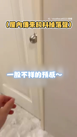 【憑實力繼續吃】貓咪找到飼料機用法　橘貓竟吃胖1公斤XD