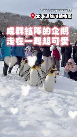 【等等我啊！】企鵝走著走著掉隊了　在雪裡連滾帶爬終於追上XD