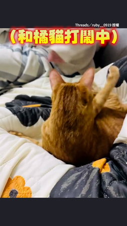【1打2不公平！】橘貓被左右夾攻 打不贏直接氣到不理人XD