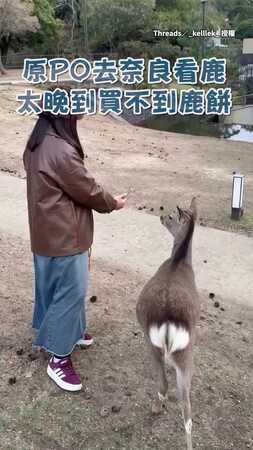 【感覺罵得很髒】奈良鹿走來發現沒鹿餅　當場狂叫轉身走人XD