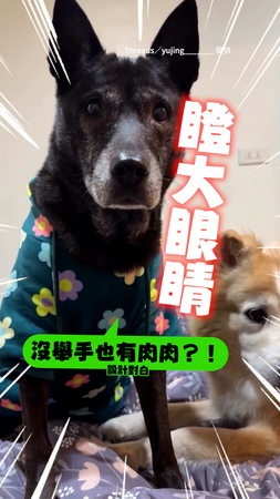 【沒舉手也有？！】米克斯「舉手要肉肉」認真揮爪！見隔壁發呆也有眼睛睜超大XD