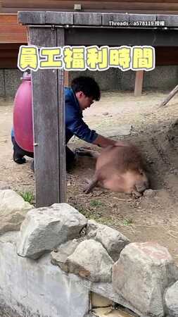 【到底誰的福利】人類狂撸水豚幫牠按摩　水豚全程躺平享受XD