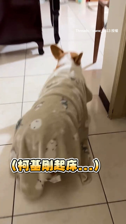 【晚飯好了嗎？】柯基剛醒披著被被在屋內趴趴走XD