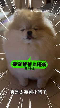 【好想睡zZ】博美犬一早起床送爸上班！一臉愛睏表情太可愛XD