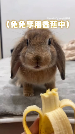 【是有這麼好吃？】兔兔吃香蕉不小心噎到　直接變身小飛兔XD