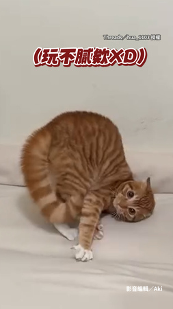 【打架啊！】橘貓看到飼主靠近秒炸毛　一出聲就拱背模樣超ㄎㄧㄤ