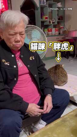 【孤獨的背影】胖貓喬好位置等拍屁屁...結果阿嬤沒看到XD