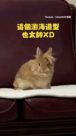 【直接一個大跳】兔子在房間興奮大跳奔跑 頭上瀏海造型好帥