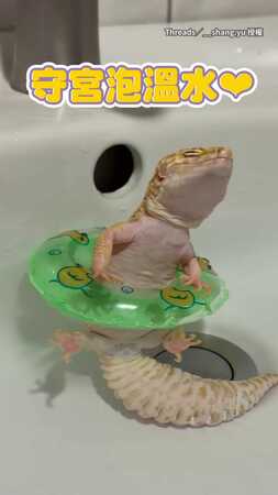 【比人類還懂享受】8歲守宮套游泳圈泡溫水　chill到快睡著
