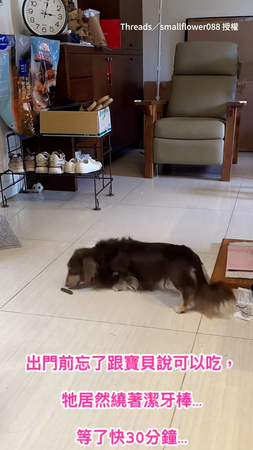 【乖到讓人心疼】主人忘了說放飯 臘腸狗苦等半小時不敢偷吃QQ