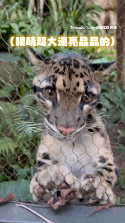 【雲豹現身】德國動物園雲豹Suki近距離賣萌！秒被圈粉♥