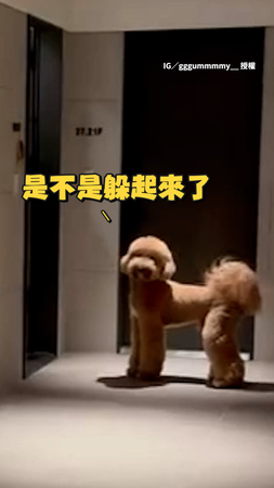 【我媽勒！】巨型貴賓見開門的不是媽反應超可愛