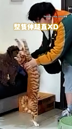 【我要抱抱】橘貓聽門開聲秒上前討抱 整隻伸長超勾錐