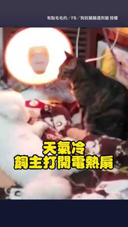 【搶暖爐之戰開打????】比熊揮空拳慘被貓壓制　笑爛全場！