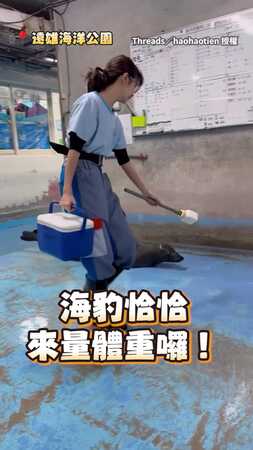 【海豹量體重啦】整隻Q彈移動抖抖跳上體重計超可愛❤️