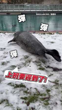 【太Q彈了】動物園海豹肚肚彈跳、滑冰上班可愛到犯規