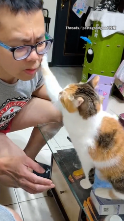 【太難聽XD】對貓深情演唱被嫌棄賞兩巴掌