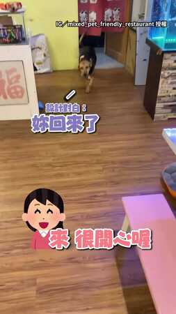 【心虛了？】米克斯拆家被媽媽質問...馬上轉身裝沒事XD