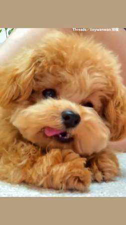 【ASMR潔牙骨吃播】小狗咀嚼聲超大　但是可愛無敵！