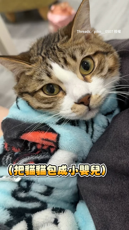 【夠了喔】貓貓被包成小寶寶　演到不耐煩直接罷工XD