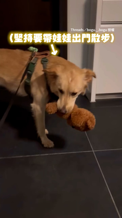 【偶就要嘛QQ】狗狗出門散步硬要帶玩偶　被主人阻止眼神超委屈