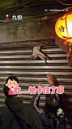 【救喵超人】九份浪貓遭鐵門夾住！熱心路人們合力救出