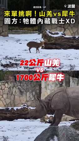 【來單挑啊】22公斤山羌vs1700公斤犀牛 園方：牠體內藏一個戰士XD
