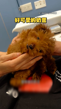 【奶音連發】馬爾泰迪耳朵癢 自己抓抓+點藥發出超萌嚶嚶聲