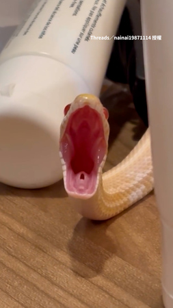 【打好久的哈欠】碰巧錄到紅眼小蛇打超長哈欠 臉好呆萌XD