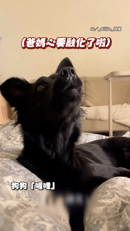 【偶都愛啦】黑狗被問愛誰表情超苦惱 回答不出來直接哭哭
