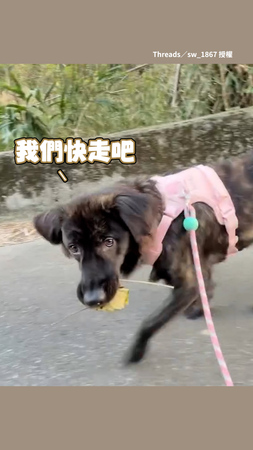 【還以為是清潔隊】狗狗散步撿落葉快步走 飼主表示.他準備開吃了
