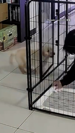 【把你關起來！】阿金趁爸清潔籠子　秒過去用嘴關上門