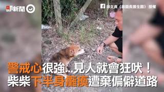 警戒心很強...見人就會狂吠！　柴柴下半身癱瘓遭棄偏僻道路