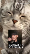 【怎麼越看越像XD】貓界李榮浩陪吃臭豆腐 有可能嗎？