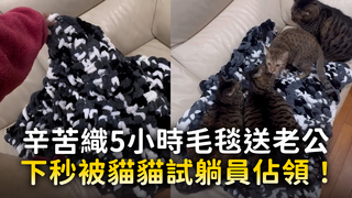 辛苦織5小時毛毯送老公　下秒被貓貓試躺員佔領！