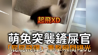 萌兔突襲鏟屎官　「屁屁飛彈」重擊瞬間曝光