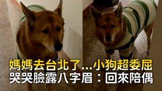 媽媽去台北了...小狗超委屈　哭哭臉露八字眉：回來陪偶