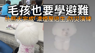 毛孩也要學避難　　比熊犬完成「濃煙屋逃生」防災演練