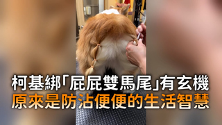 柯基綁「屁屁雙馬尾」有玄機　原來是防沾便便的生活智慧