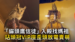 「貓頭鷹信徒」入殿找媽祖　站頭冠VIP座歪頭放電賣萌