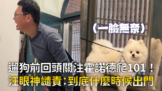 遛狗前回頭關注霍諾德爬101！　汪眼神譴責：到底什麼時候出門