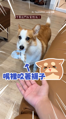 【在家陪我】柯基咬走媽襪子不讓她出門XD