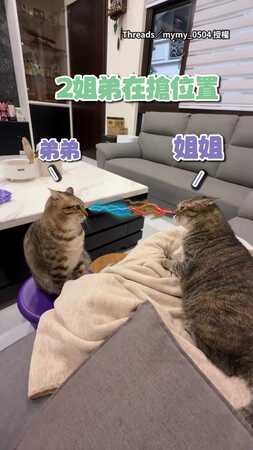 【超派】2貓互瞪搶位置！奴才助攻加一腳...衝突一觸即發XD