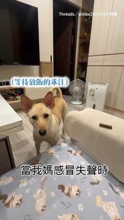 【語音辨識失敗XD】狗勾：主人聲音壞了 我飯還能吃嗎？