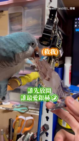 【當鸚鵡變成E.L.F.】 追星路上的最大阻礙竟是自家鳥寶？搶走銀赫立牌也太識貨XD